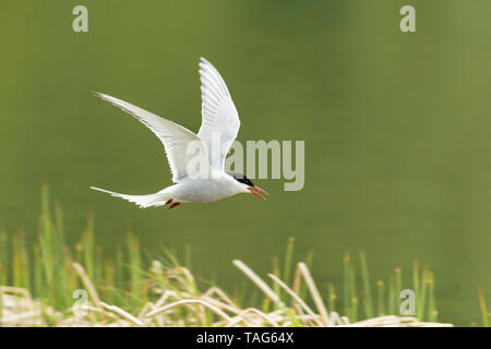 Sterne arctique volant à Potter Marsh dans le sud de l'Alaska. Banque D'Images