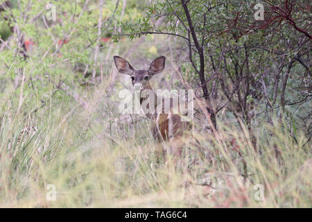 Le Cerf mulet (Odocoileus hemionus) Doe Banque D'Images