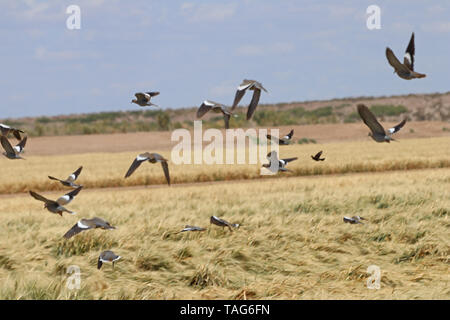 Tourterelles à ailes blanches (Zenaida asiatica en vol) Banque D'Images