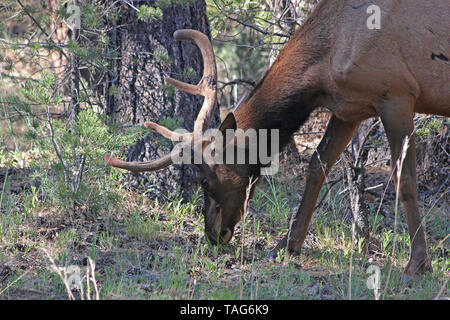 Le pâturage par les wapitis (Cervus canadensis) Banque D'Images