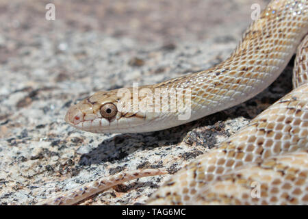 Désert de l'Arizona elegans eburnata serpent brillant Banque D'Images