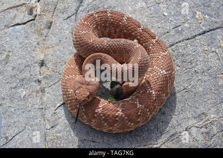 Red Diamond Crotale de l'Ouest (Crotalus ruber) Banque D'Images