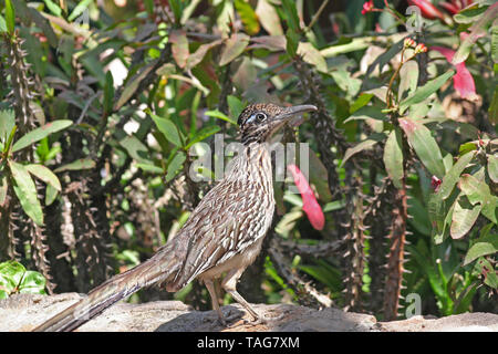 Plus d'oiseau (Roadrunner Geococcyx californianus) Banque D'Images