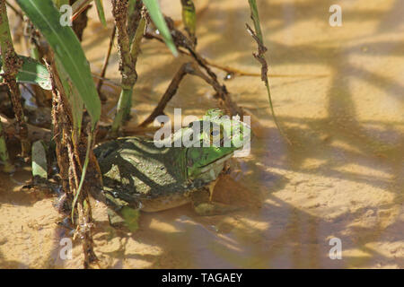 (Lithobates catesbeianus grenouille taureau américain) anciennement (Rana catesbeianus) Banque D'Images