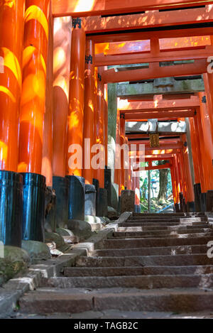 Fushimi Inari-Taisha. Des milliers d'innombrables portes Torii vermillon sur une colline, Fushimi Inari centre religieux est le plus important vicoforte figurent shinto Banque D'Images