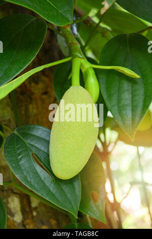 Jeunes frais jacquier sur l'arbre dans le jardin de fruits tropicaux Banque D'Images