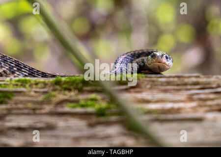 Une couleuvre rayée sur un journal moussue est prêt à frapper. Moulin Yates County Park à Raleigh en Caroline du Nord. Banque D'Images