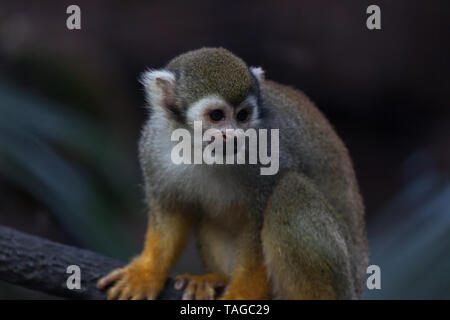 Singe-araignée à la bas Banque D'Images