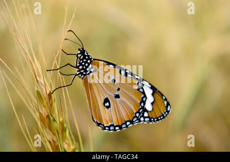 Papillon monarque assis sur un épillet de blé Banque D'Images