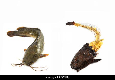 Le poisson-chat et des arêtes de poisson grillé d'isolé sur fond blanc Banque D'Images