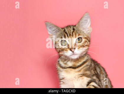 Portrait d'un adorable chaton tigré brun et noir à la recherche au spectateur avec curiosité innocente expression mignon. Fond rose avec copie espace. Banque D'Images