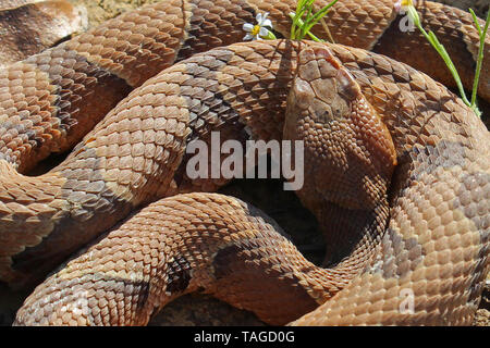 (Agkistrodon contortrix Copperhead Snake) Banque D'Images