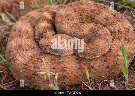 Le sud-ouest de l'omble de Crotale de l'Ouest (Crotalus mitchellii pyrrhus) Banque D'Images