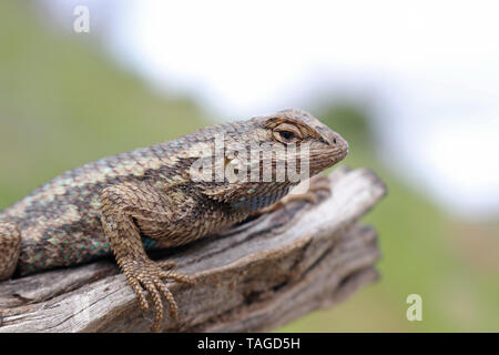 Clôture de l'Ouest (lézards Sceloporus occidentalis) Banque D'Images