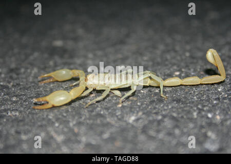 Désert géant Scorpion velu (Hadrurus arizonensis) Banque D'Images