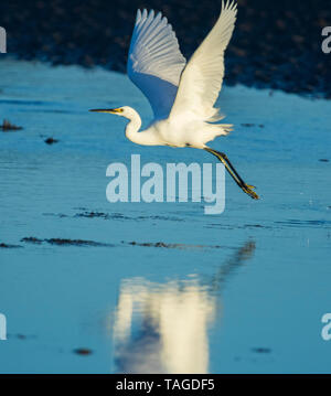 Beau et élégant, l'Aigrette garzette Egretta garzetta vives avec le plumage blanc, en vol au-dessus & reflète dans l'eau bleue en Australie Banque D'Images