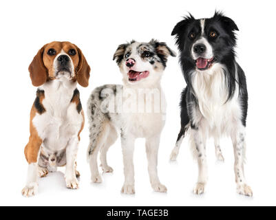 Border Collie et beagle in front of white background Banque D'Images