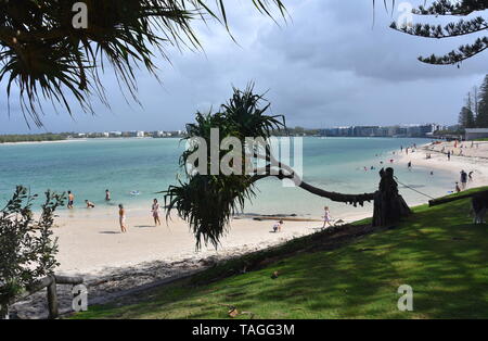 Caloundra, Australie - Apr 21, 2019. Arbre tombé dans le parc. Les gens s'amuser à plage de Bulcock. Avis de Happy Valley Park (Sunshine Coast, Queens Banque D'Images