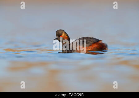 Un magnifique plumage nuptial Grèbe à cou noir Grèbe ou (Podiceps nigricollis) sur un lac dans les Midlands anglais Banque D'Images