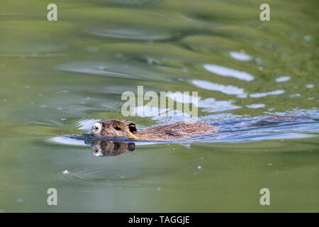 Le ragondin (Myocastor coypus) Nager dans un lac dans la zone de protection de la nature Moenchbruch près de Francfort, Allemagne. Banque D'Images