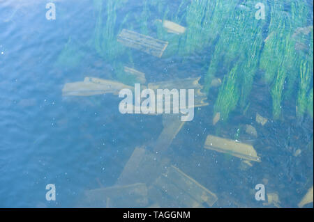 Les déchets de feuilles d'amiante à la mouche en rivière Wye à Bridge Sollars Herefordshire Angleterre UK Banque D'Images