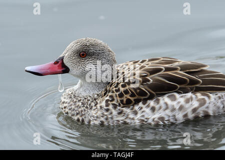 Portrait d'une sarcelle du Cap (Anas capensis) Banque D'Images