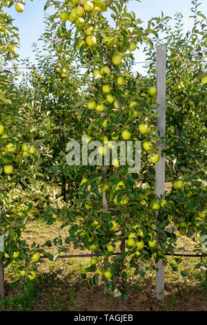 Pommier nain sur trellis de fruits dans une ferme industrielle jardin au moment de la récolte Banque D'Images