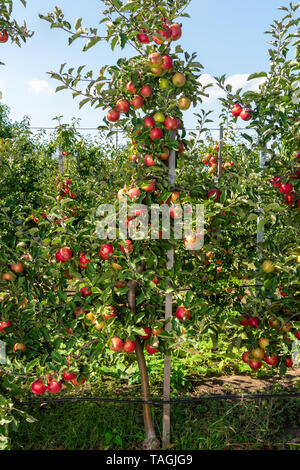 Pommier nain sur trellis de fruits dans une ferme industrielle jardin au moment de la récolte Banque D'Images