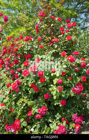 Bush à fleurs roses rouges. Banque D'Images