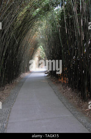 Un chemin à travers le bambou à Chengdu Panda Base de recherche de Chengdu (réserve de reproduction du Panda Géant) dans le Sichuan, Chine. Réserve de Pandas de Chengdu, bambou, path. Banque D'Images