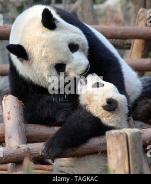 Mère et son petit panda Pandas de Chengdu à réserver (Base de recherche de Chengdu Panda Géant la reproduction) dans le Sichuan en Chine. Deux pandas, CUB, réserver, Chengdu. Banque D'Images