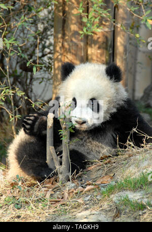 Panda cub à Chengdu Panda Base de recherche de Chengdu (réserve de reproduction du Panda Géant) dans le Sichuan, Chine. Pandas géants, pandas, panda cub, Chengdu Réserver Banque D'Images