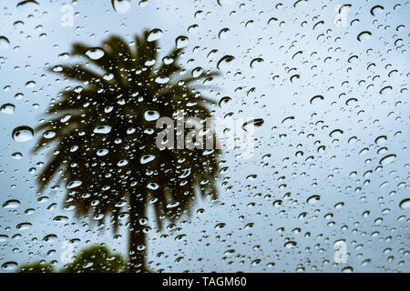 Gouttes de pluie sur la fenêtre sur un jour de pluie ; palmier visible à l'arrière-plan ; Californie Banque D'Images