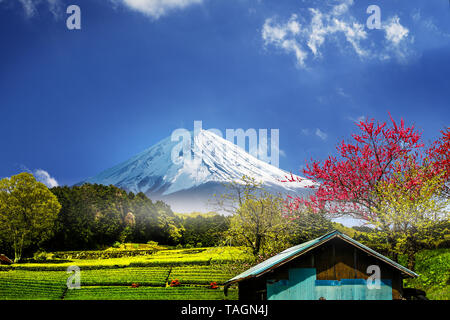 La plantation de thé à l'arrière donnant sur le Mont Fuji avec ciel clair à Shizuoka, Japon, sasaba obuchi Banque D'Images