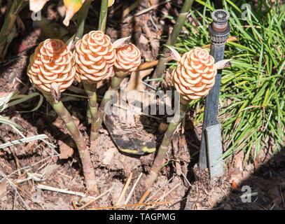 Ruche tropical unique plante qui pousse de gingembre sur une journée ensoleillée à Darwin, Australie Banque D'Images