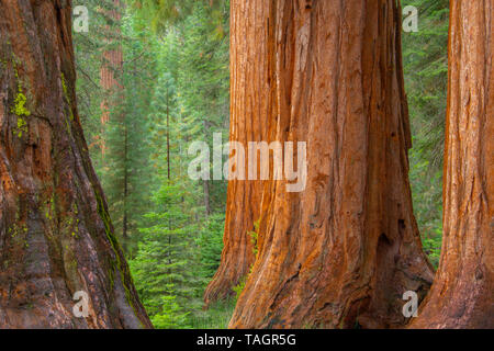 Les arbres Séquoia (Sequoiadendron giganteum), Mariposa Grove, Yosemite NP, California, USA, par Bill Lea/Dembinsky Assoc Photo Banque D'Images