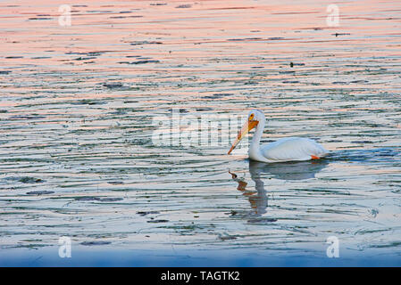 Pélican blanc (Pelecanus erythrorhynchos) sur le lac des Bois à l'aube de Nestor Falls Ontario Canada Banque D'Images