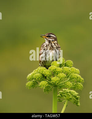 Close up of a Redwing (Turdus iliacus) perché sur une fleur, de l'Islande. Banque D'Images