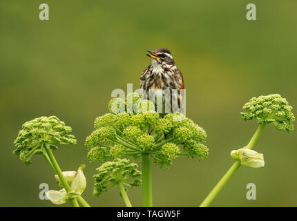 Close up of a Redwing (Turdus iliacus) perché sur une fleur, de l'Islande. Banque D'Images