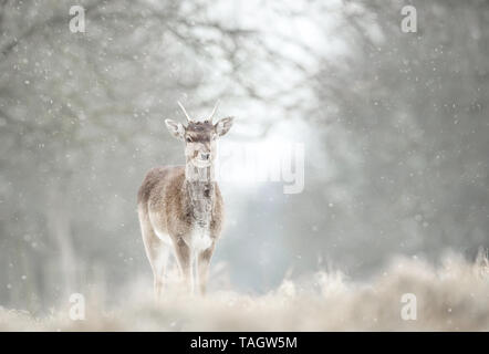 Close up d'un jeune daim dans la neige qui tombe. Banque D'Images