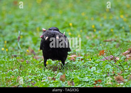 Corneille noire (Corvus corone) sur le terrain en prairies par des morts (Talpa europaea taupe européenne) en bec Banque D'Images