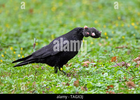 Corneille noire (Corvus corone) sur le terrain en prairies par des morts (Talpa europaea taupe européenne) en bec Banque D'Images