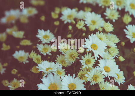 Bouquet de fleurs Daisy blanc Banque D'Images