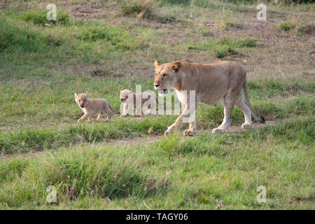 La personne qui marche avec ses deux jeunes petits dans le Masai Mara, au Kenya Banque D'Images