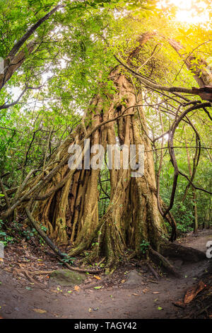 Strangler fig tree dans Parc National de Rincon de la Vieja Banque D'Images
