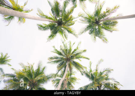 Des cocotiers isolé sur un fond blanc. Banque D'Images