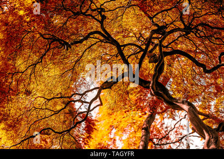 Sous de grands pleurs Viridis Laceleaf Japanese Maple Tree avec rouge orange jaune automne feuillage d'automne et la liquidation de lignes courbes Banque D'Images