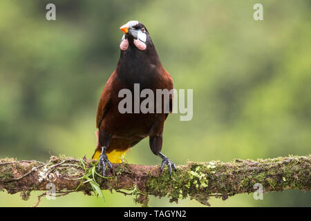 Montezuma Oropendola (Psarocolius montezuma), adulte perché sur une branche d'arbre, Costa Rica 30 mars 2019 Banque D'Images