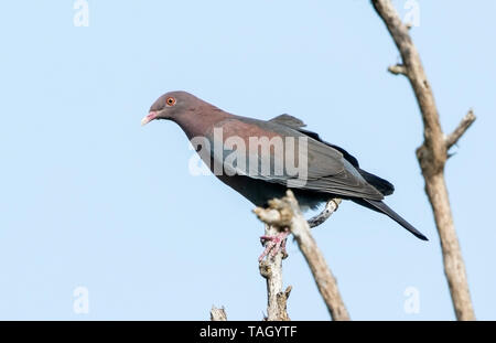 Pigeon à bec rouge, San Jose, Costa Rica 24 Mars 2019 Banque D'Images