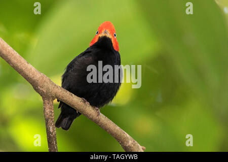 Red-capped Manakin, Laguna de Lagarto, le Costa Rica 1 Avril 2019 Banque D'Images